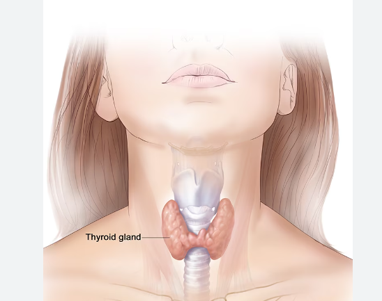 Thyroid